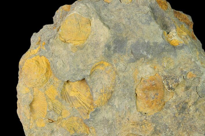 Pennsylvanian Fossil Brachiopod Plate - Kentucky #138902